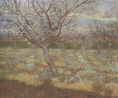 Vincent Van Gogh Apricot Trees in Blossom (nn04) oil painting picture